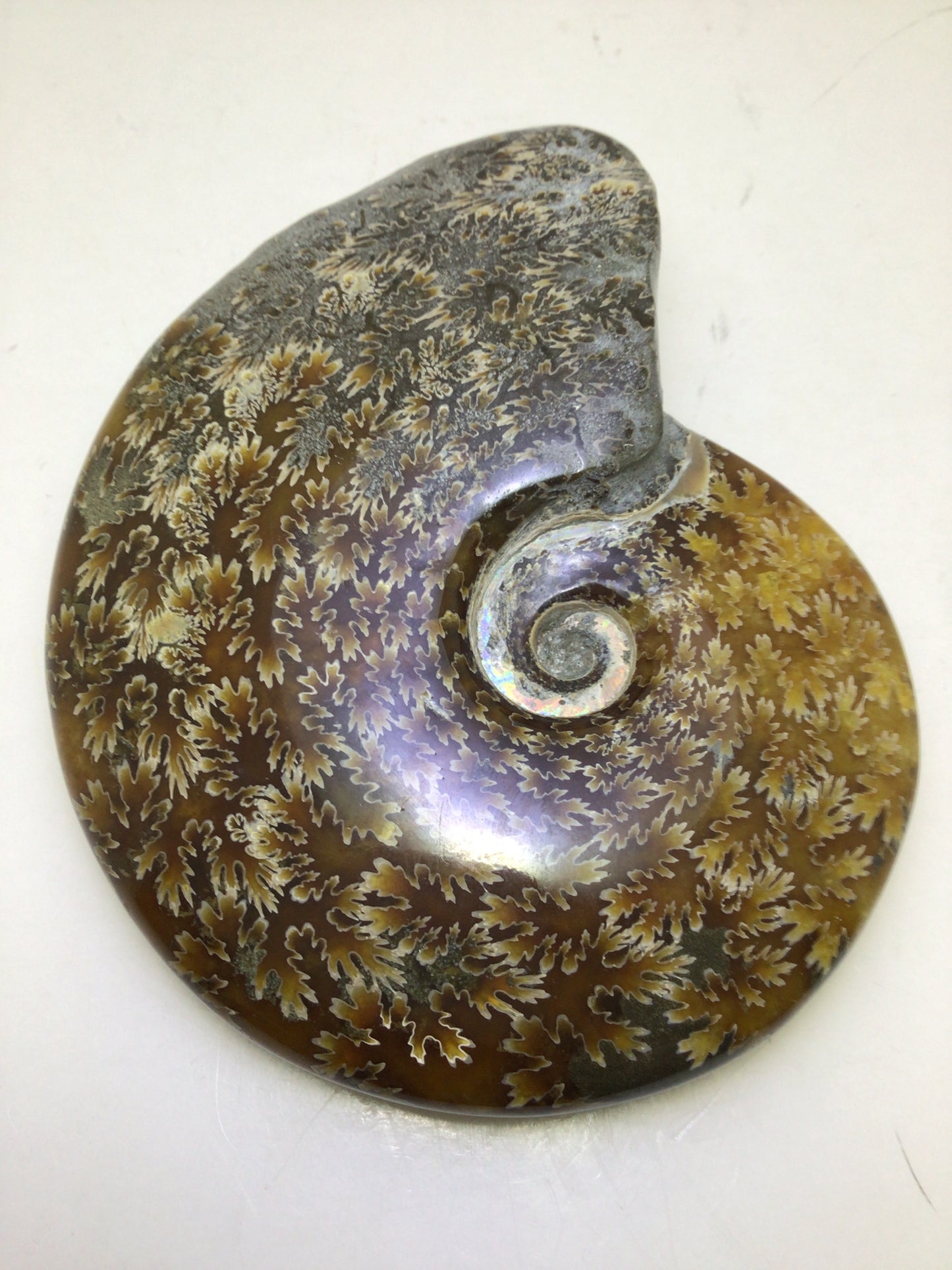 Nautilus