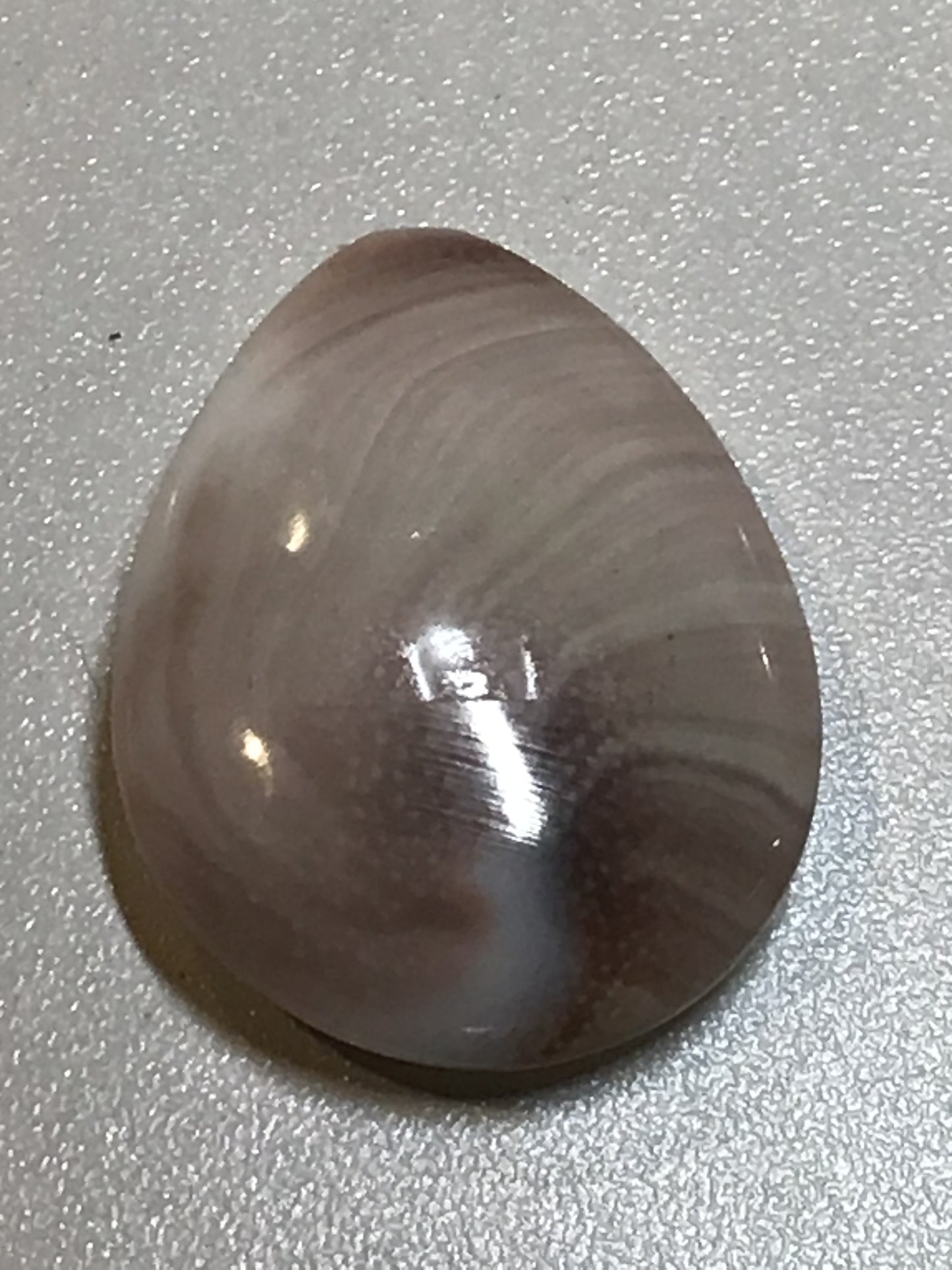 Shiva Shell Teardrop
