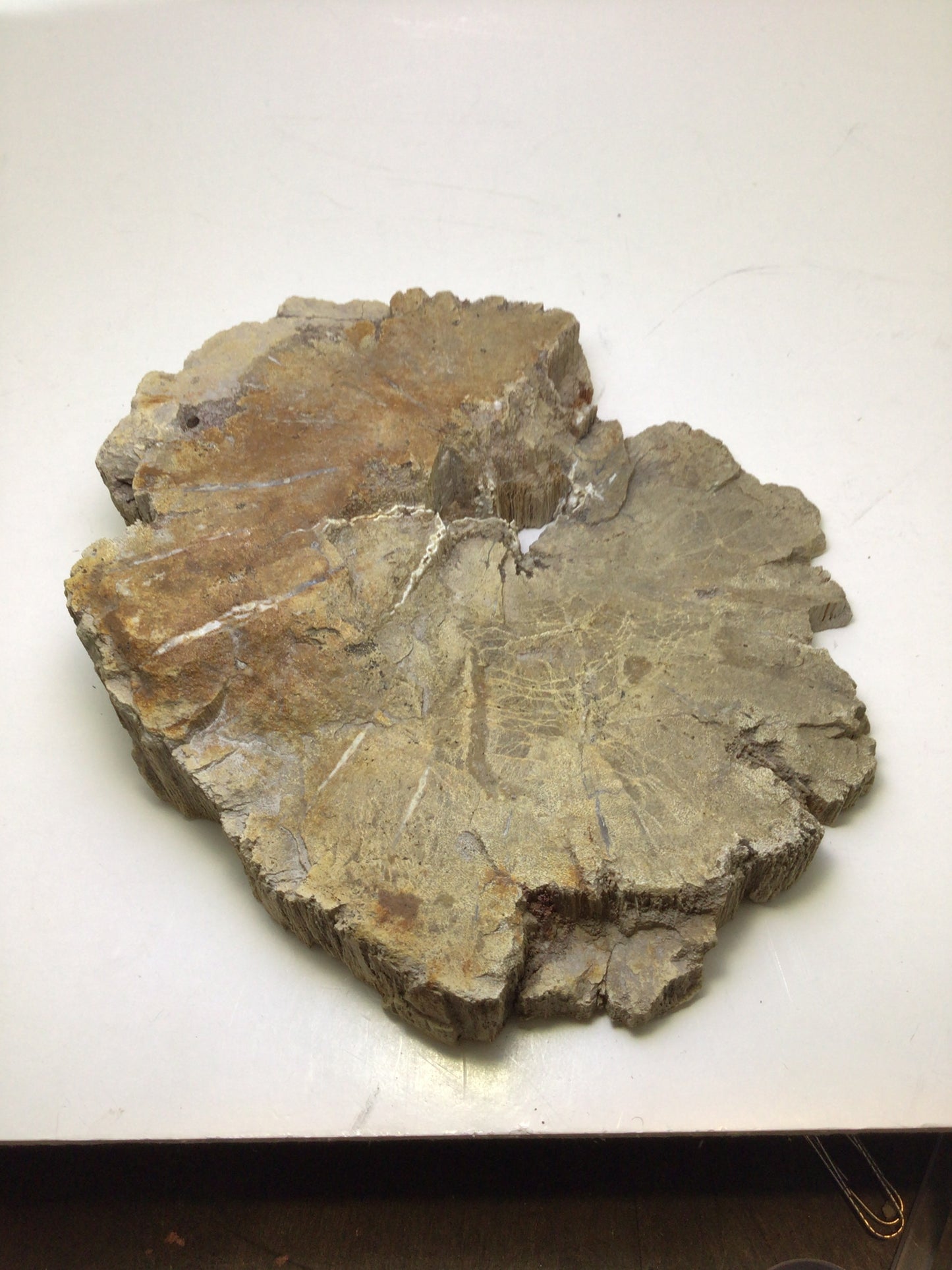 Petrified Wood Slab