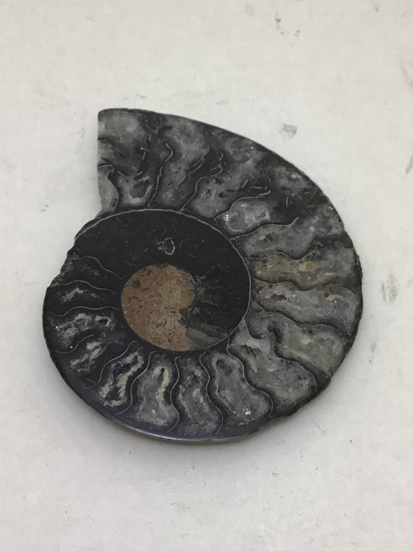 Ammonite