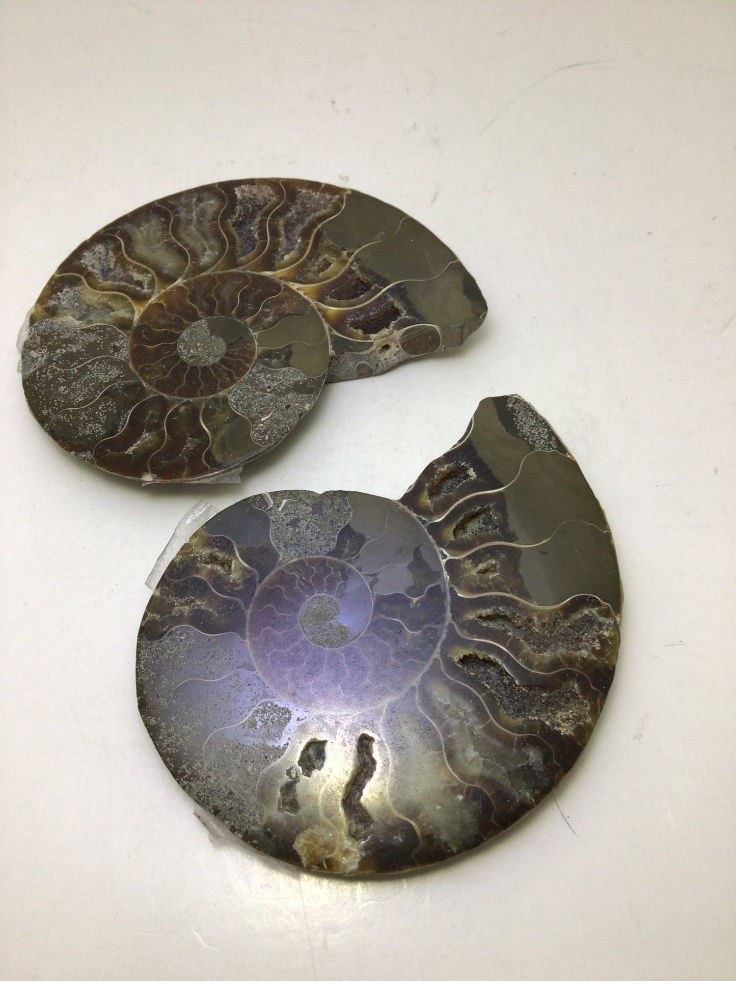Ammonite