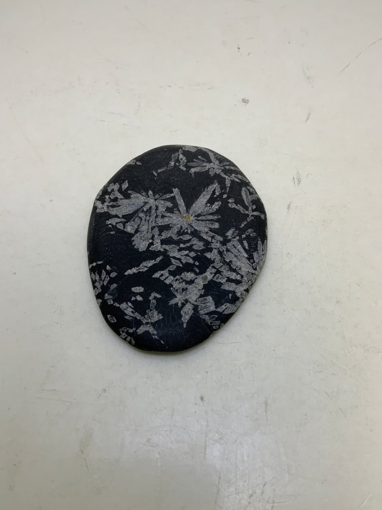 Chrysanthemum