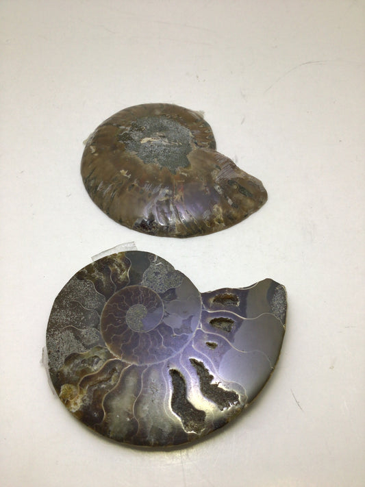 Ammonite