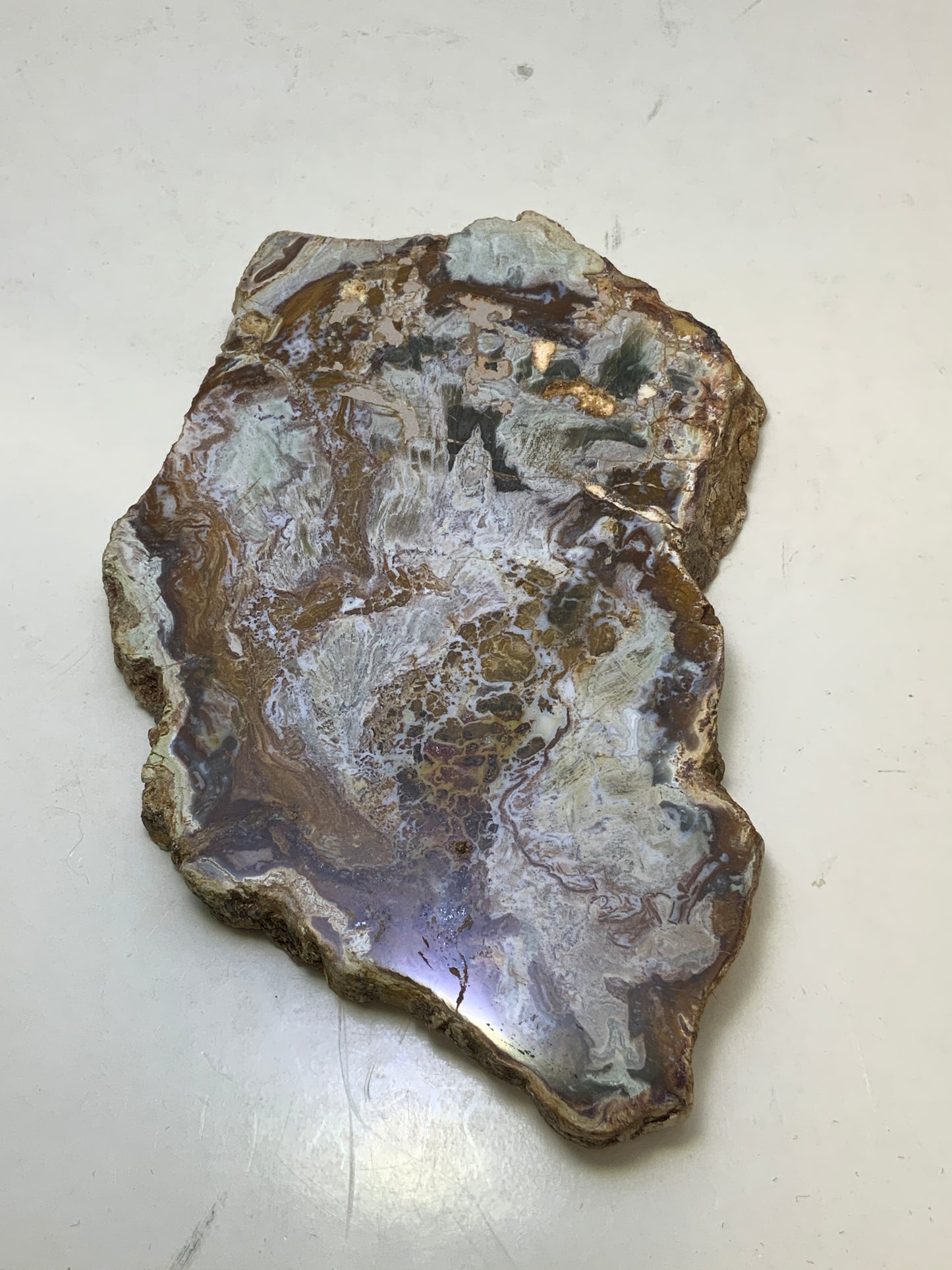 Petrified Wood