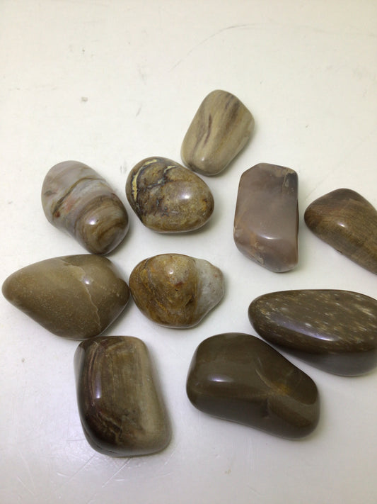 Petrified Wood