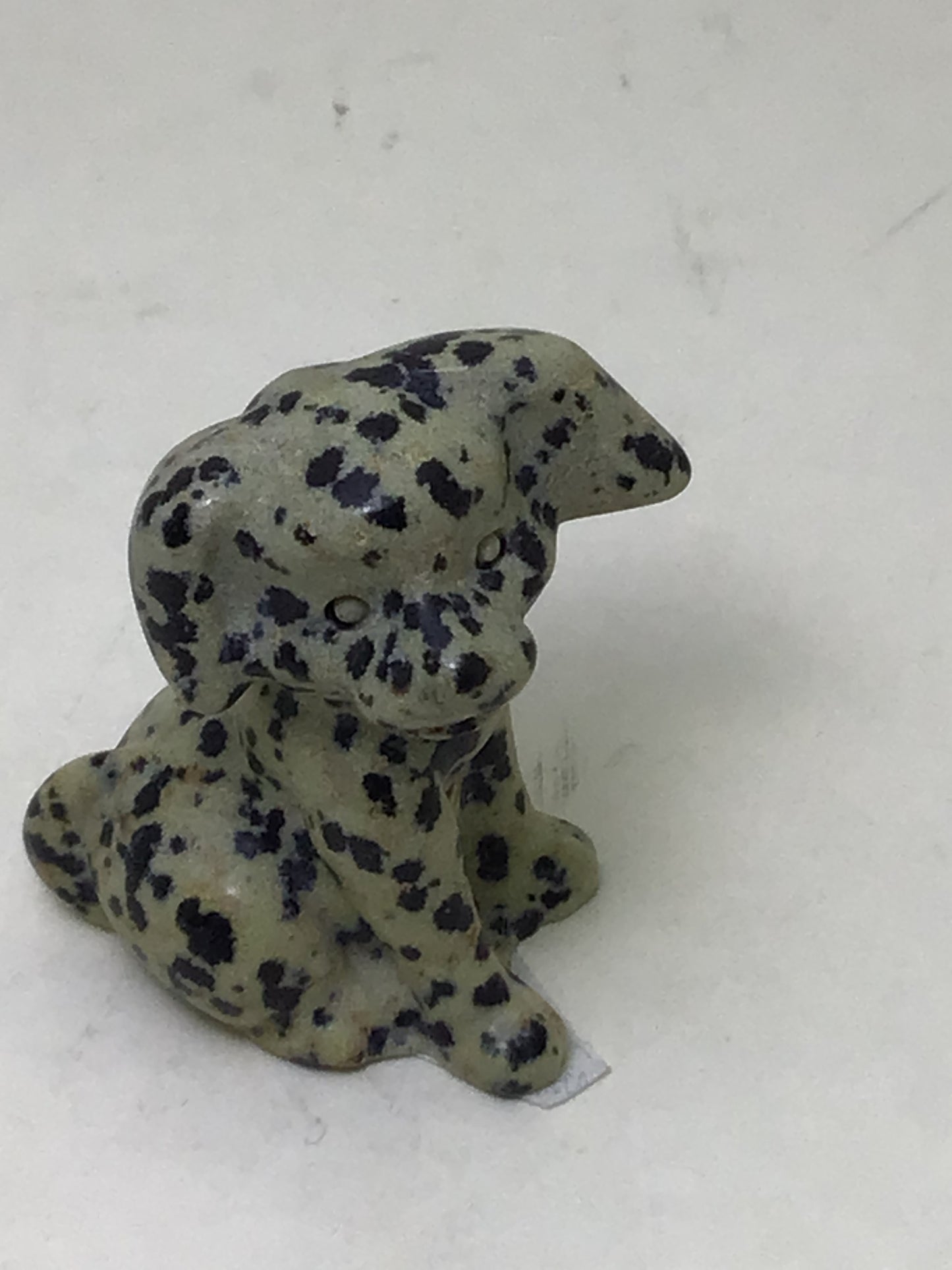 Dalmation Jasper Dog