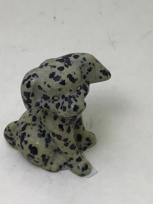 Dalmation Jasper Dog