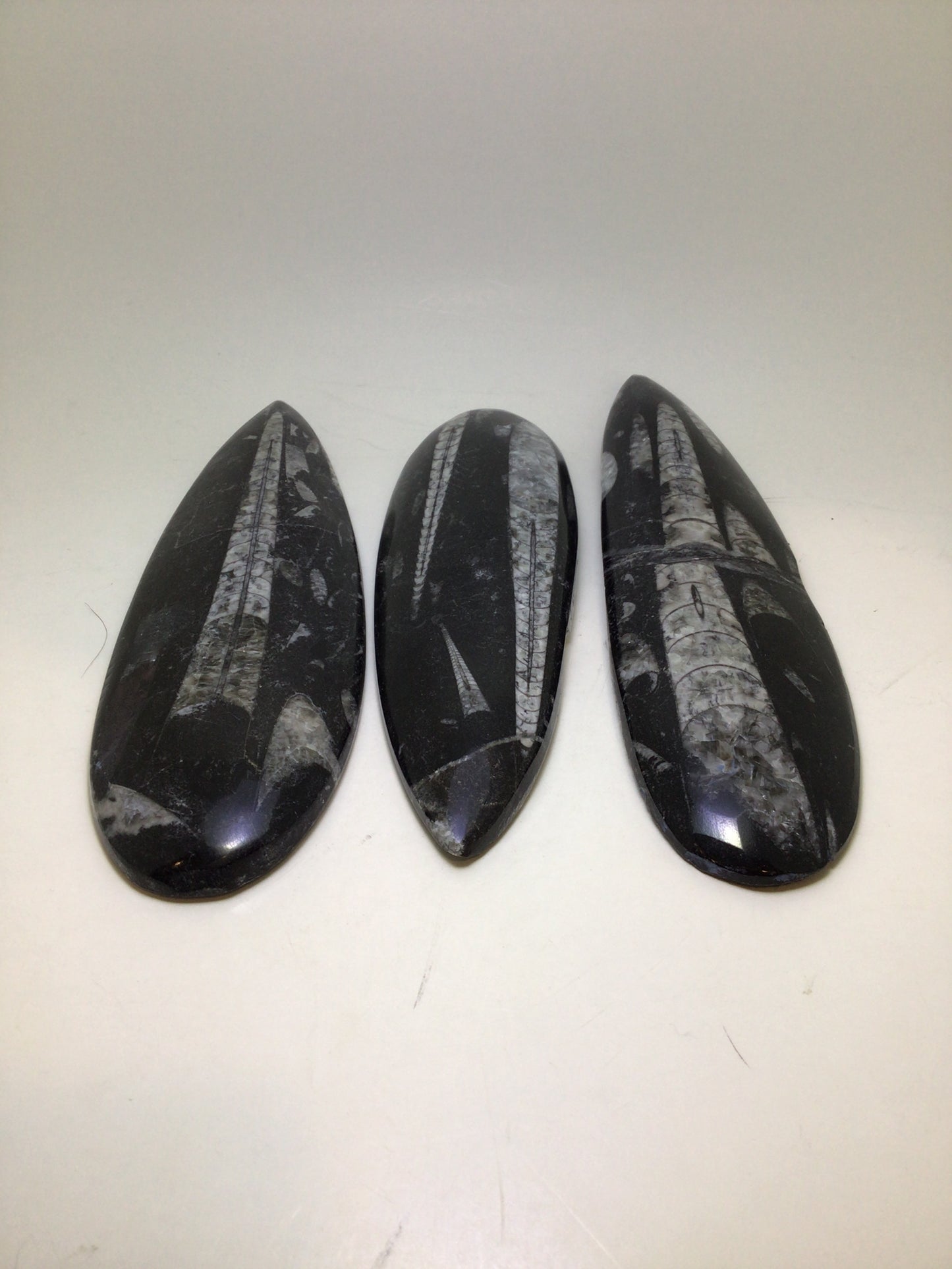 Orthosera Blade