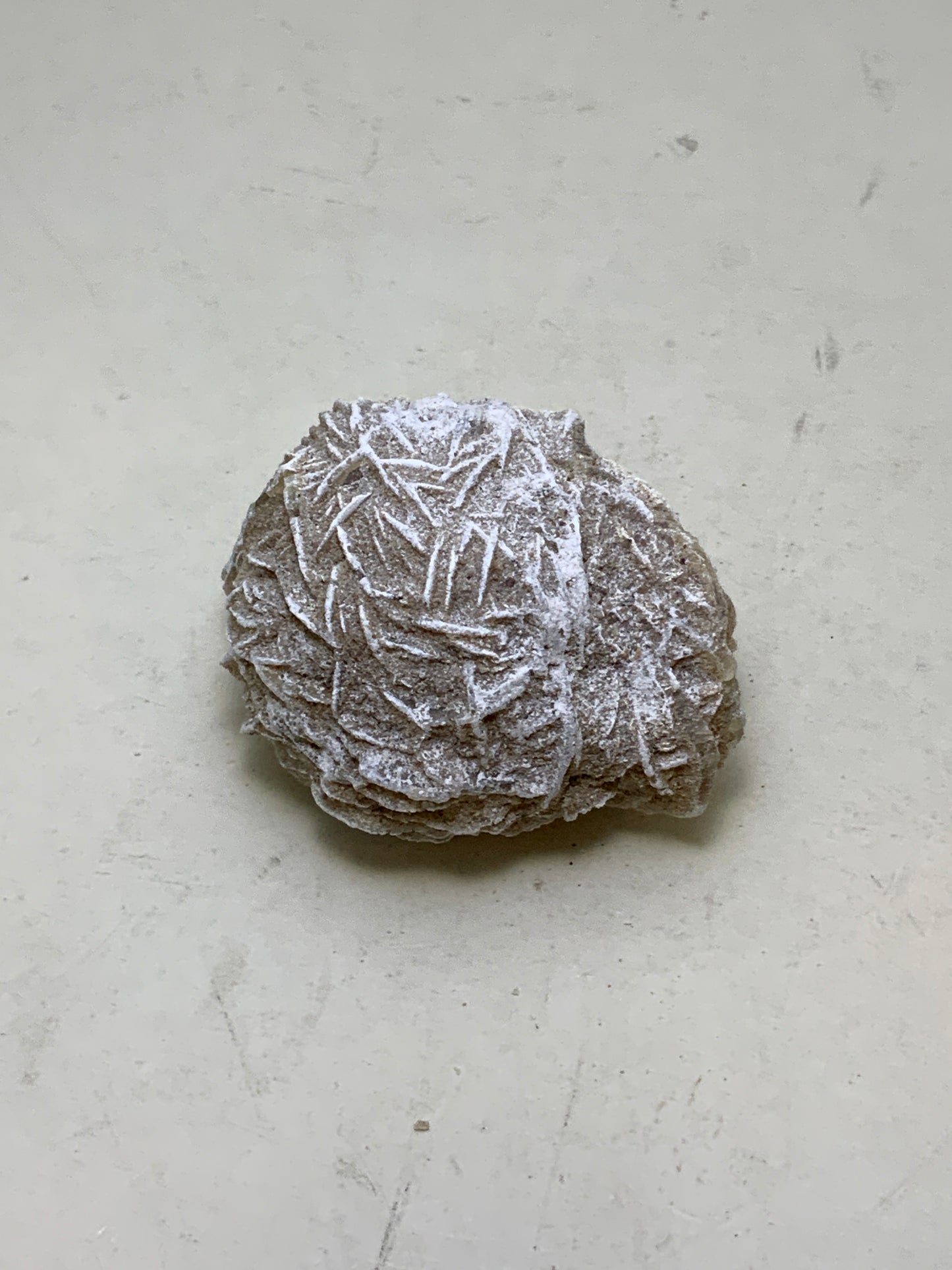 Desert Rose