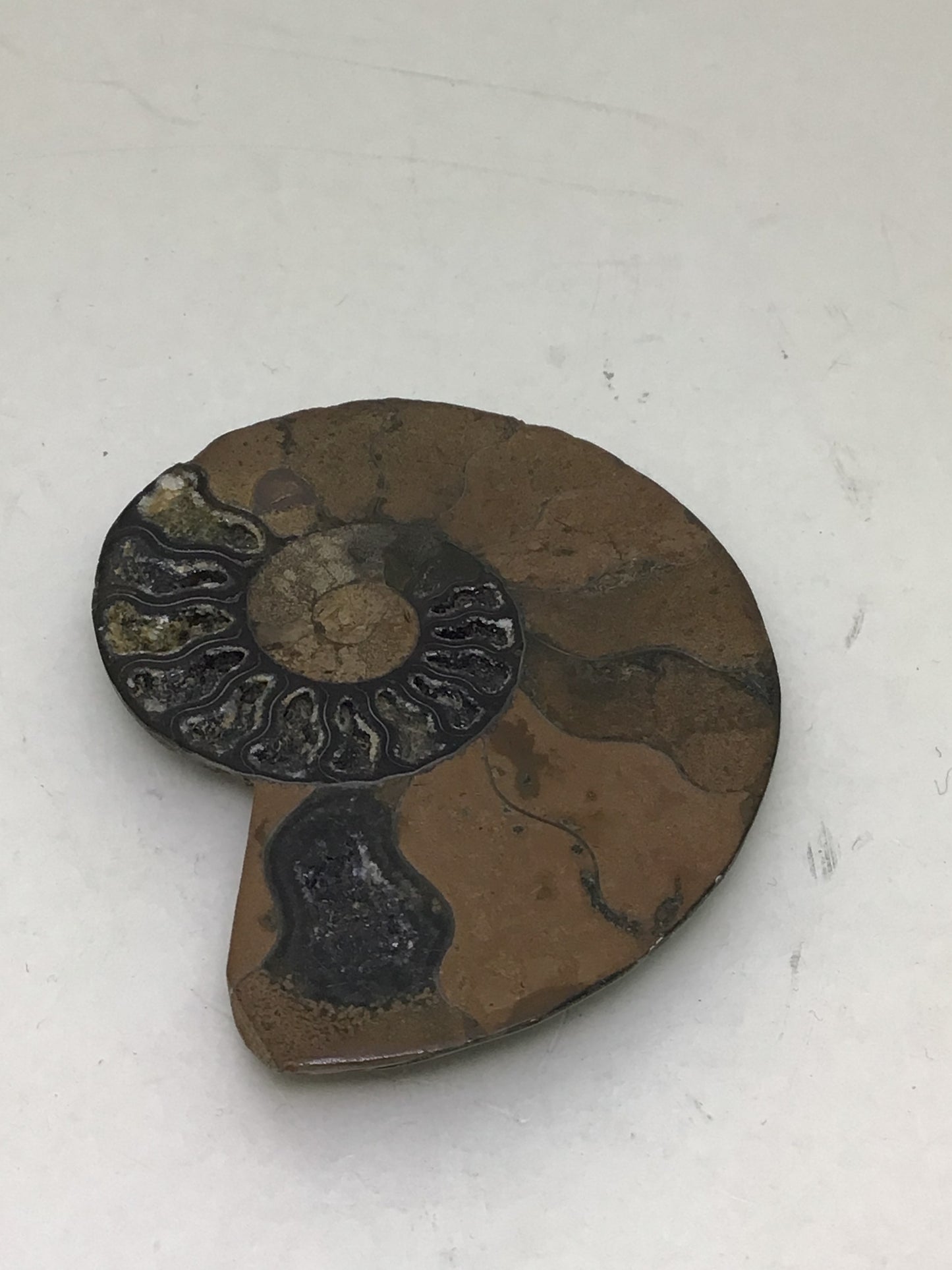 Ammonite