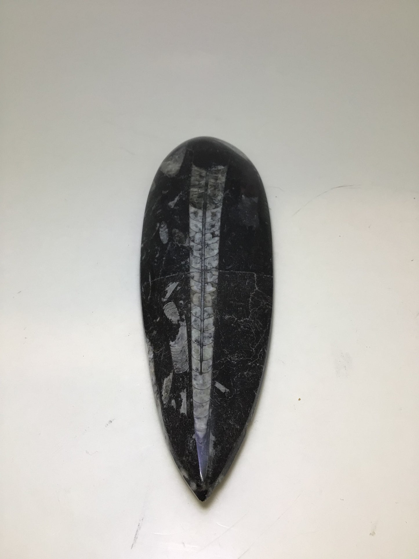 Orthosera Blade