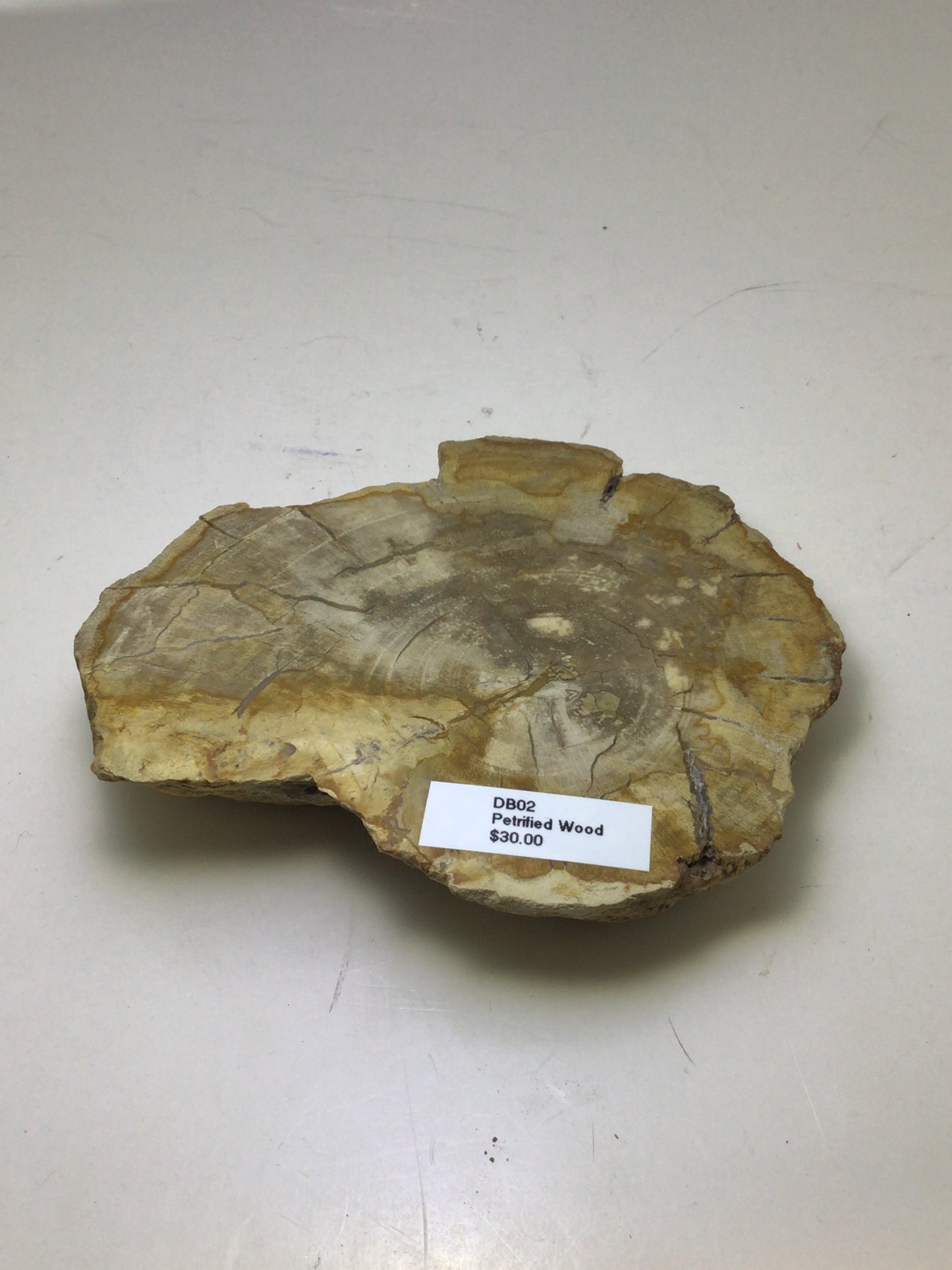 Petrified Wood Slab
