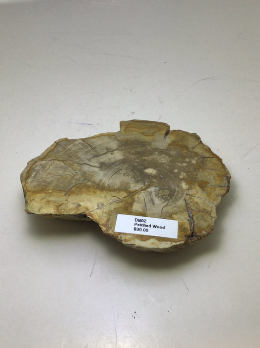 Petrified Wood Slab