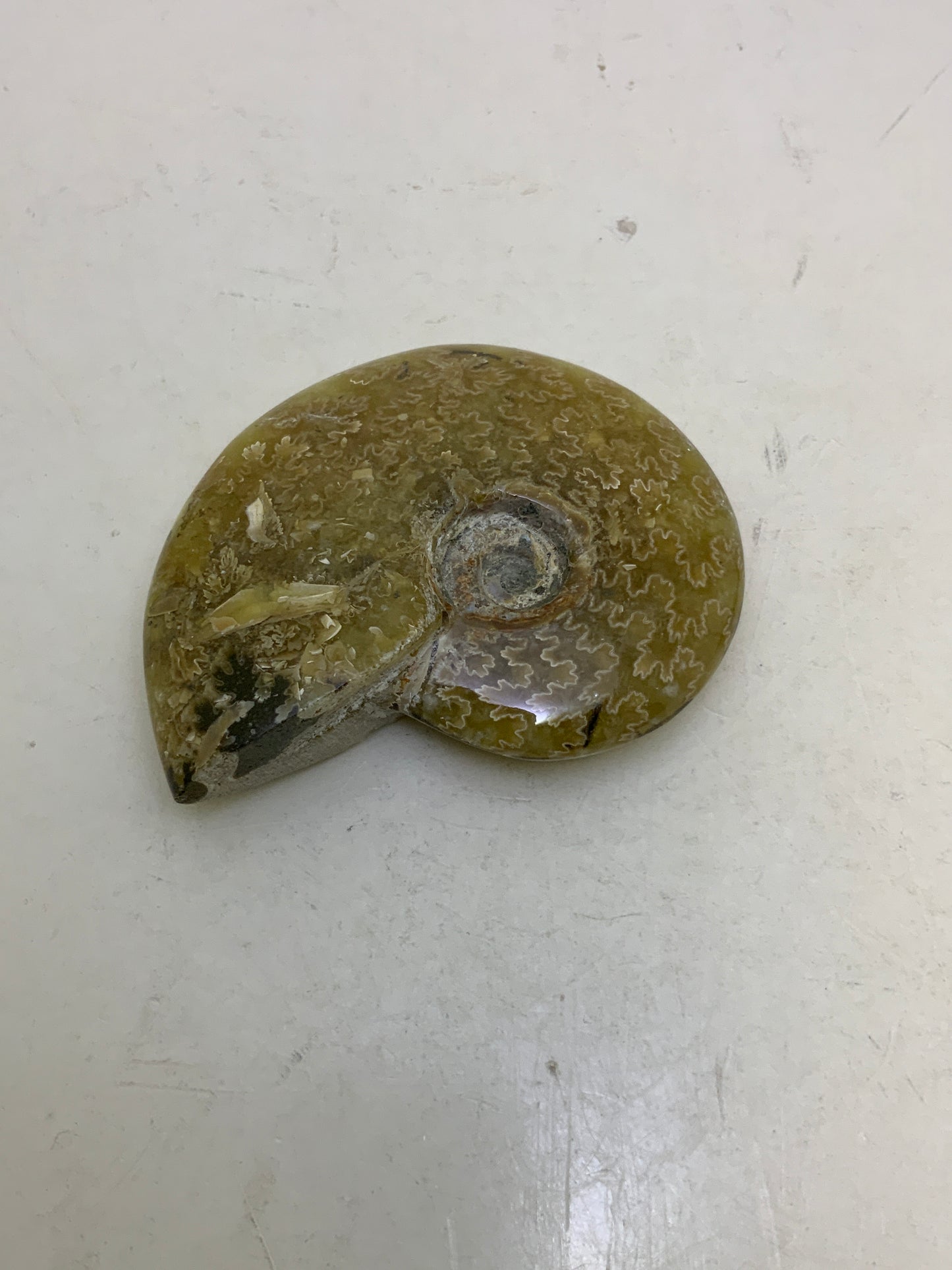 Ammonite