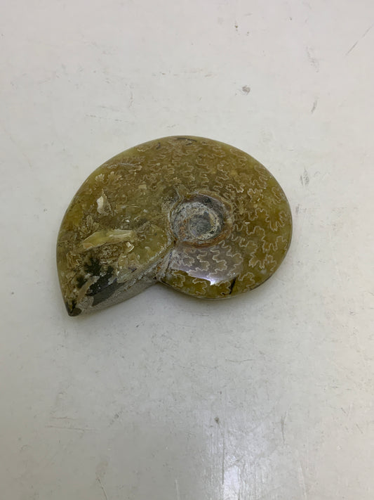 Ammonite