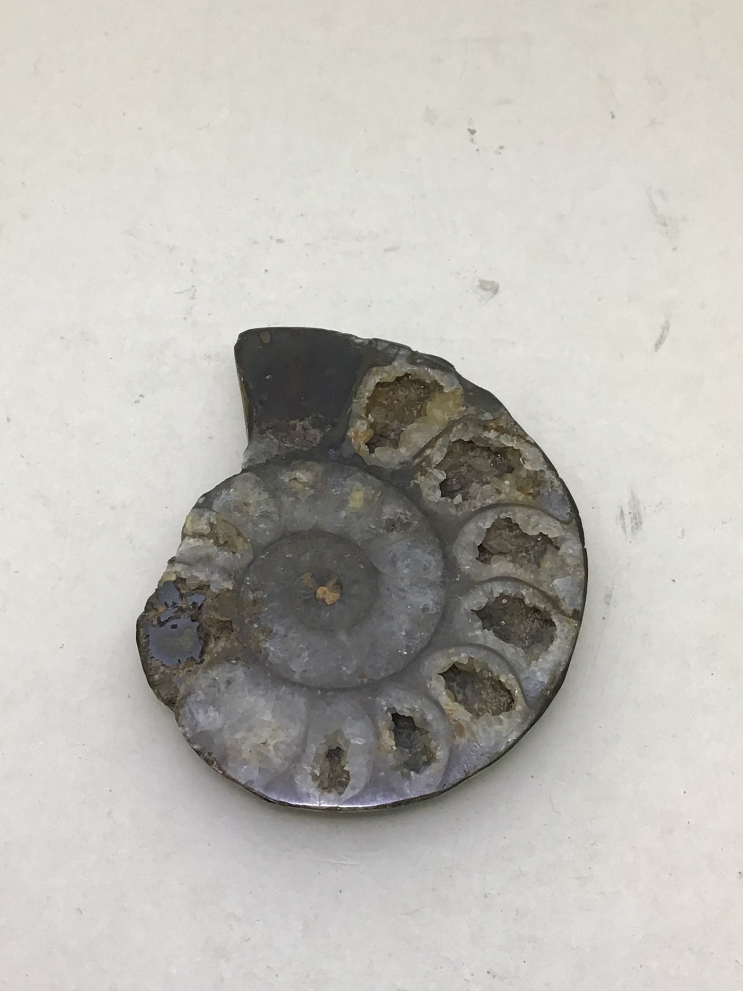 Ammonite
