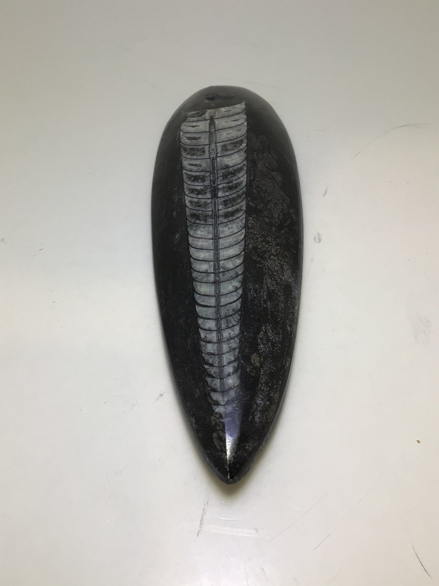 Orthosera Blade