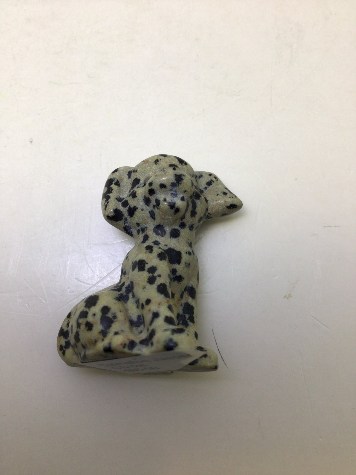 Dalmation Jasper Dog