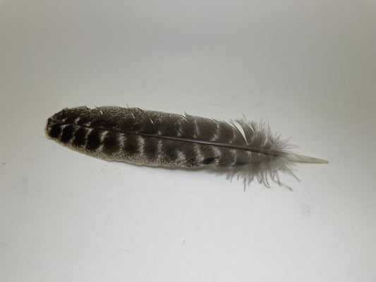 Smudging Feather