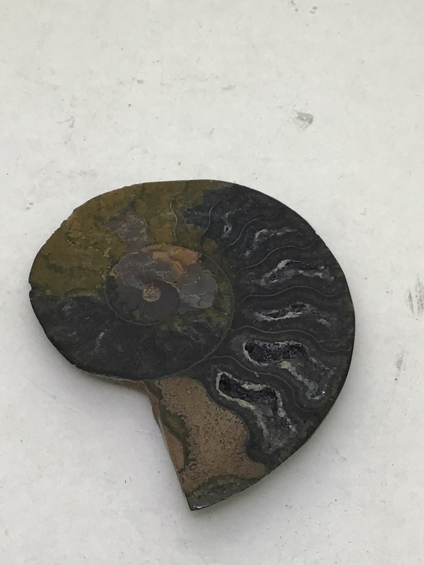 Ammonite