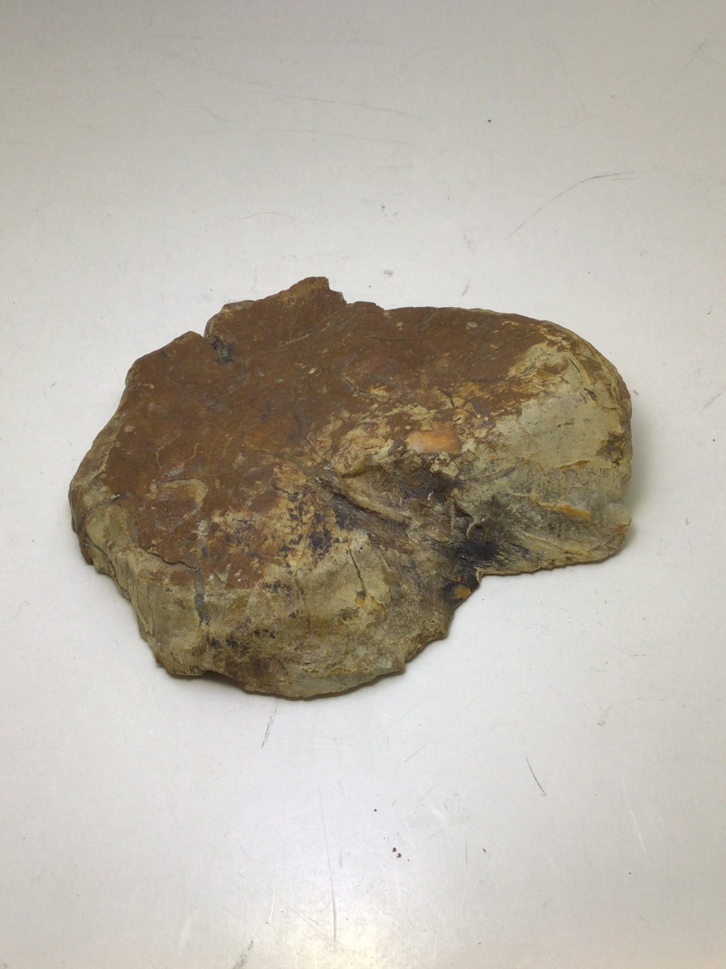Petrified Wood Slab