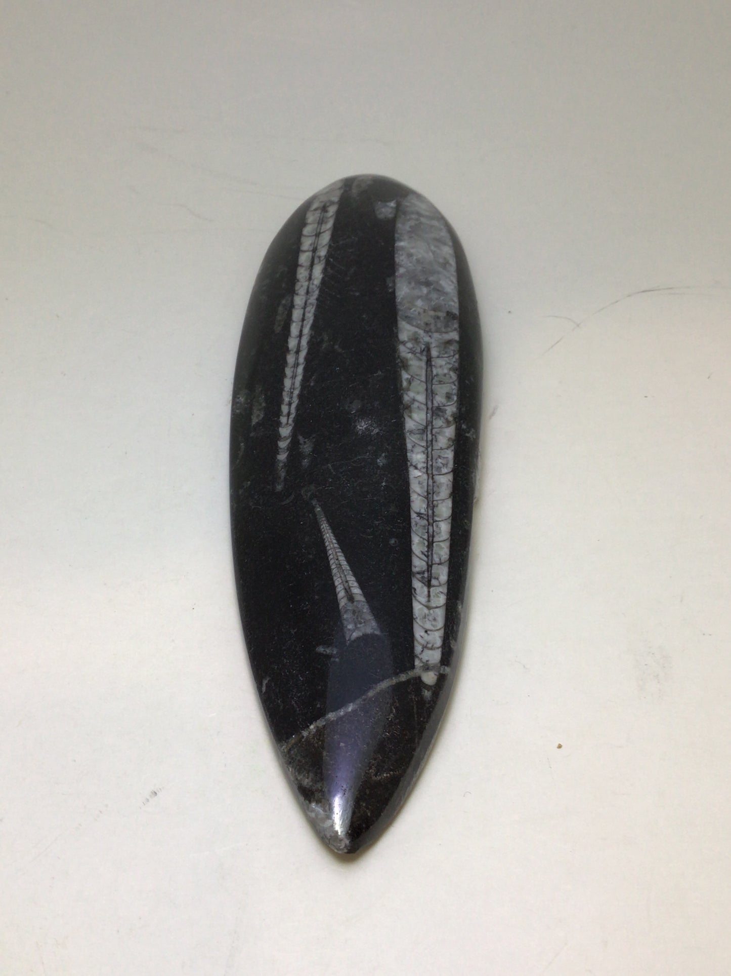 Orthosera Blade