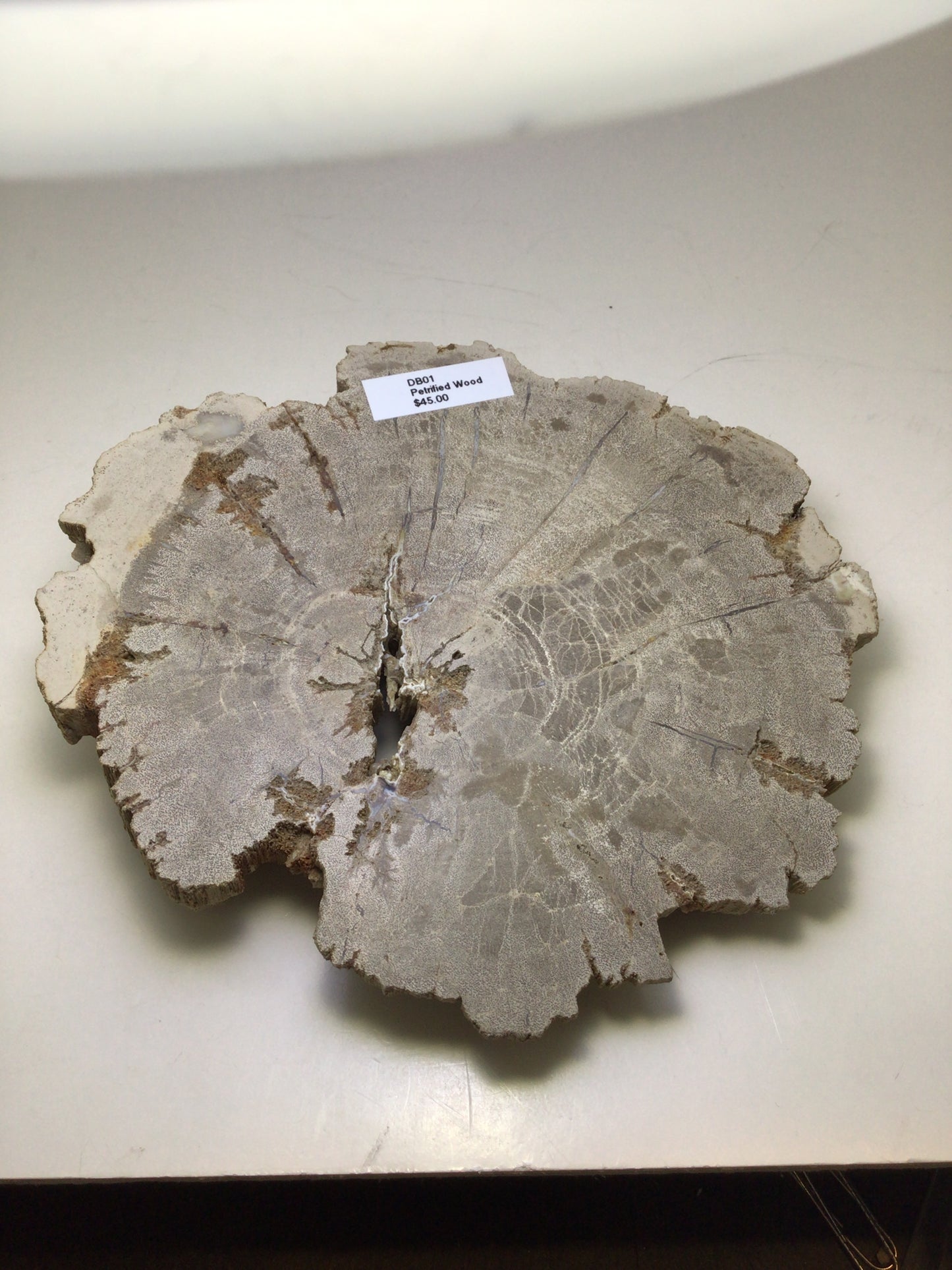 Petrified Wood Slab