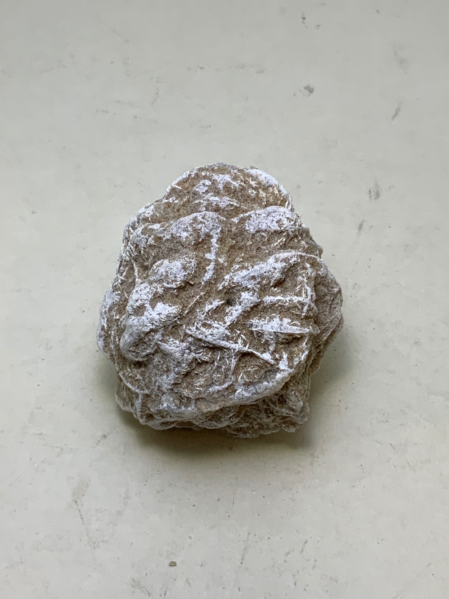 Desert Rose