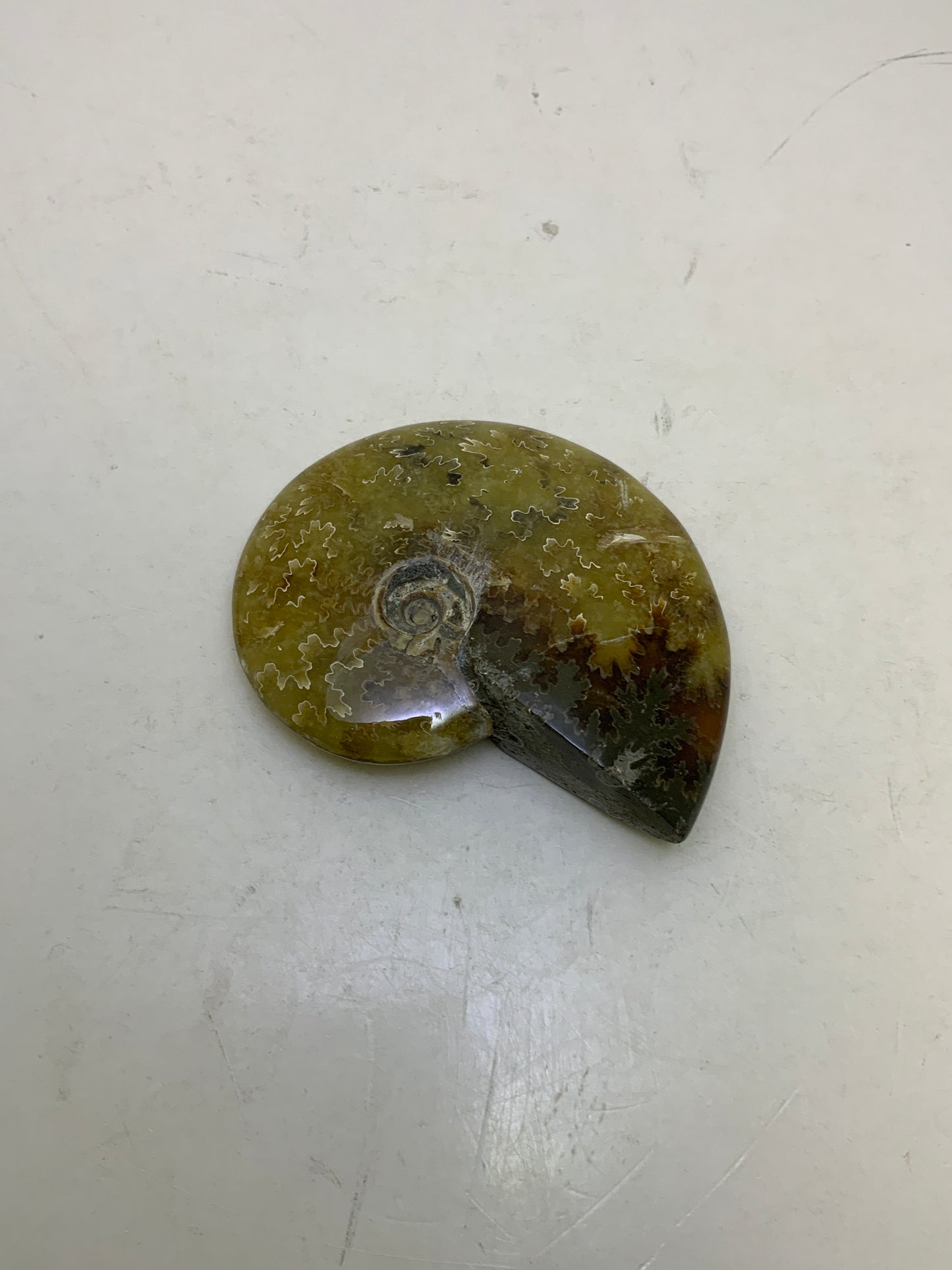 Ammonite