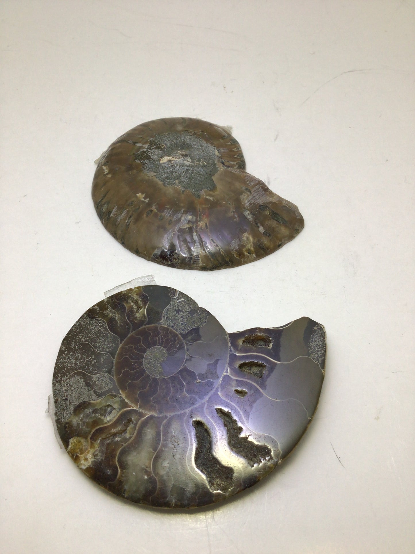 Ammonite
