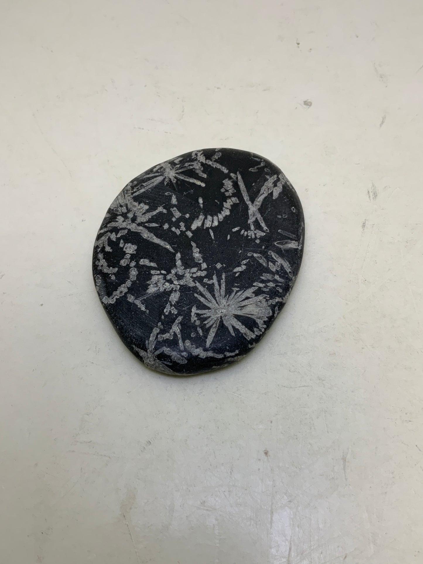 Chrysanthemum