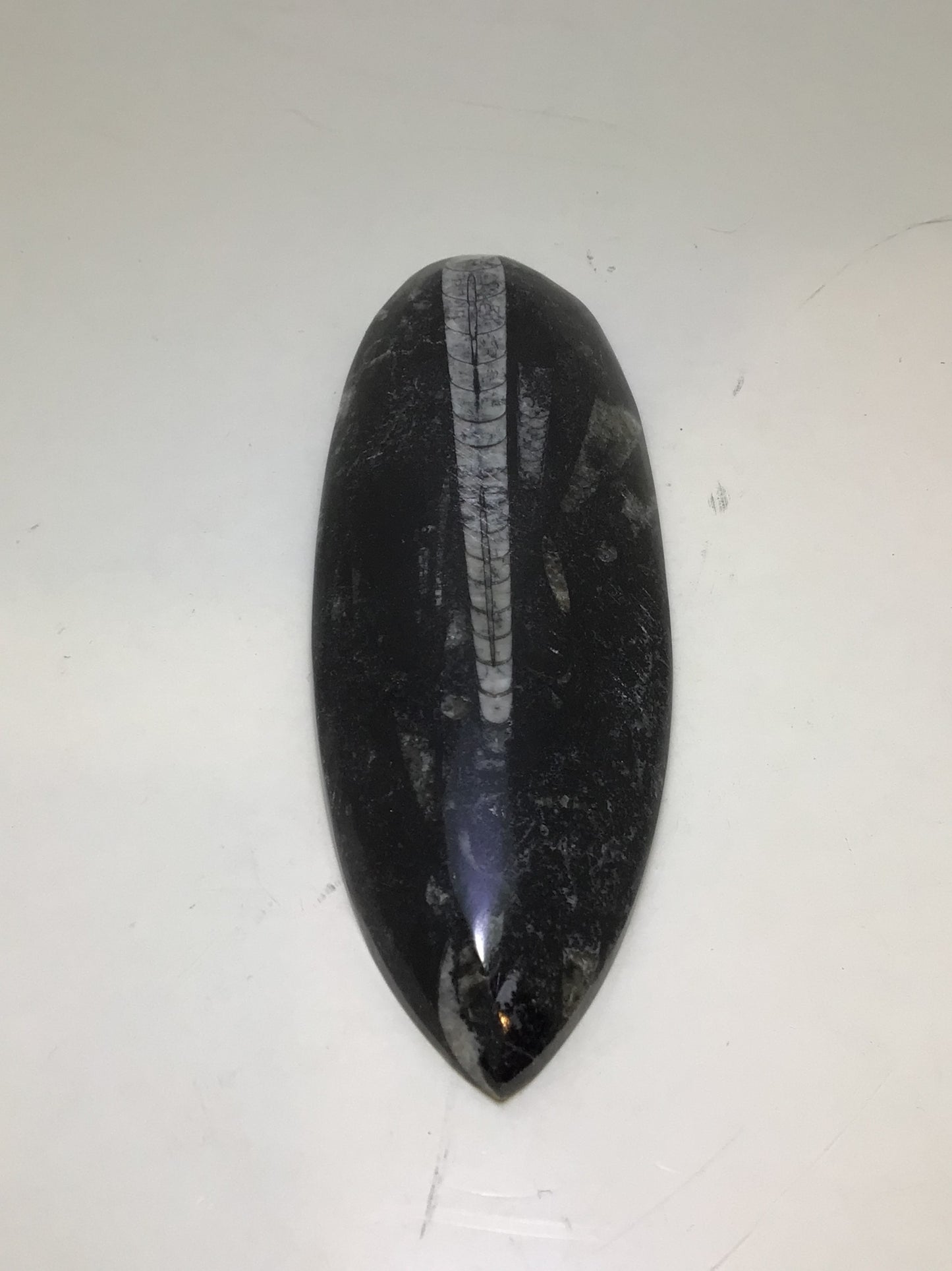 Orthosera Blade